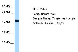 Host: Rabbit Target Name: NFE2 Sample Tissue: Mouse Heart Antibody Dilution: 1ug/ml (NFE2 抗体  (C-Term))