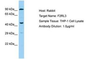Image no. 1 for anti-Coagulation Factor II (Thrombin) Receptor-Like 3 (F2RL3) (C-Term) antibody (ABIN6750180) (F2RL3 抗体  (C-Term))
