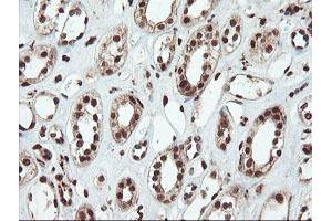 Immunohistochemical staining of paraffin-embedded Human Kidney tissue using anti-SAMHD1 mouse monoclonal antibody. (SAMHD1 抗体)