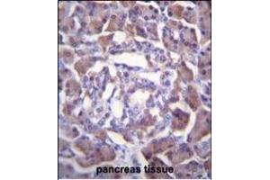 PRSS3 Antibody (Center) (ABIN655869 and ABIN2845275) immunohistochemistry analysis in formalin fixed and paraffin embedded human pancreas tissue followed by peroxidase conjugation of the secondary antibody and DAB staining. (PRSS3 抗体  (AA 136-163))