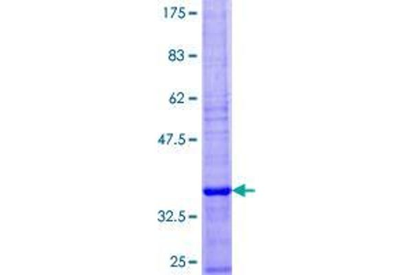 SEC61B Protein (AA 1-96) (GST tag)