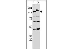 Western blot analysis of CLASP (arrow) using rabbit polyclonal CLASP Antibody  (ABIN652978 and ABIN2842620). (CLASP2 抗体  (AA 998-1026))