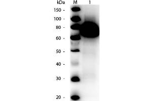 Western Blot of Rabbit anti-Glucose Oxidase Antibody Peroxidase Conjugated. (Glucose Oxidase 抗体  (HRP))