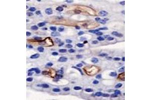 Detection of AGR2 on mouse kidney using AGR2 polyclonal antibody . (AGR2 抗体  (AA 50-100))