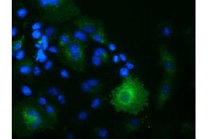 Immunofluorescence (IF) image for anti-Oxysterol Binding Protein-Like 11 (OSBPL11) antibody (ABIN1499922) (OSBPL11 抗体)