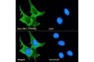 (ABIN185274) Immunofluorescence analysis of paraformaldehyde fixed NIH3T3 cells, permeabilized with 0. (PTP4A1 抗体  (C-Term))