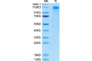 Biotinylated Human FcRH5 on Tris-Bis PAGE under reduced condition.
