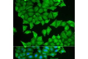 Immunofluorescence analysis of HeLa cells using PTGES3 Polyclonal Antibody (PTGES3 抗体)