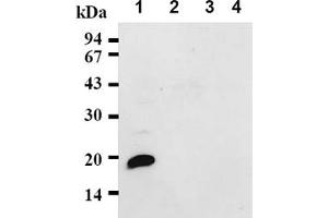 Western Blotting (WB) image for anti-Cyclin-Dependent Kinase Inhibitor 2D (p19, Inhibits CDK4) (CDKN2D) antibody (ABIN487338) (CDKN2D 抗体)