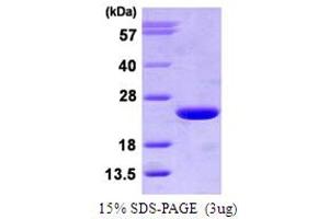 ADP-Ribosylation Factor 3 (ARF3) (AA 1-181) protein (His tag)