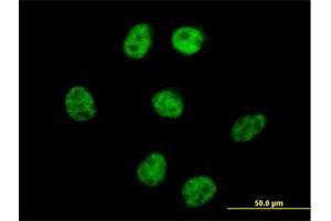 Immunofluorescence of purified MaxPab antibody to AKAP8 on HeLa cell.