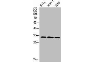 Western Blot analysis of various cells using Antibody diluted at 1:1000. (Nanos Homolog 1 抗体  (AA 151-200))