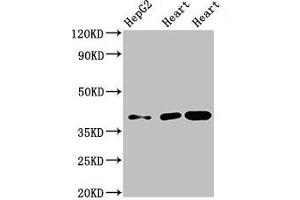 Western Blot Positive WB detected in: HepG2 whole cell lysate, Rat heart tissue, Mouse heart tissue All lanes: WISP3 antibody at 3. (WISP3 抗体  (AA 201-372))