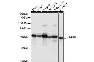 P4HB 抗体
