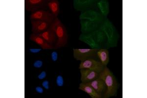 DAZAP1 Mouse Monoclonal Antibody staining Hela cells by IF/ICC. (DAZAP1 抗体)
