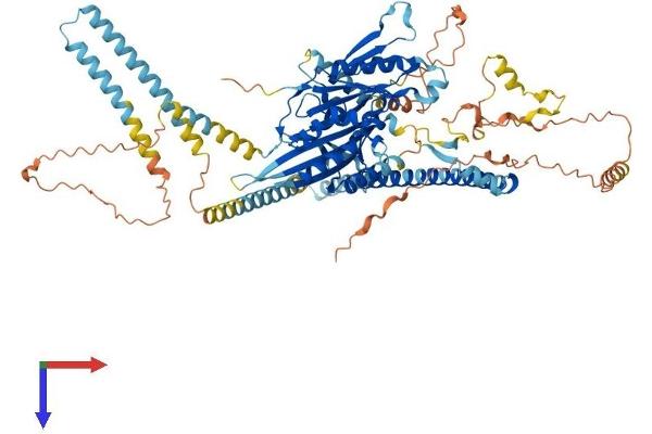 KIF3C Protein (AA 1-796) (His tag)