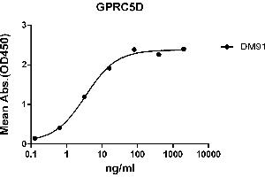ELISA plate pre-coated by 2 μg/mL (100 μL/well) Human GPRC5D protein, hFc-His tagged protein ((ABIN6961124, ABIN7042277 and ABIN7042278)) can bind Rabbit anti-GPRC5D monoclonal antibody(clone: DM91) in a linear range of 0. (GPRC5D 抗体  (AA 2-21))