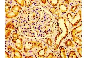 Immunohistochemistry of paraffin-embedded human kidney tissue using ABIN7153574 at dilution of 1:100