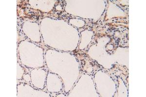 Figure. (Caspase 3 抗体  (AA 29-175))