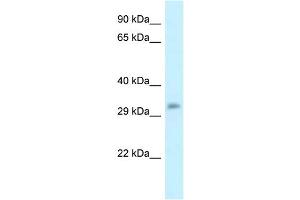 WB Suggested Anti-Popdc3 Antibody   Titration: 1. (POPDC3 抗体  (C-Term))