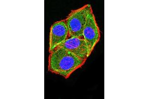 Immunofluorescence analysis of Hela cells using APC2 mouse mAb (green).