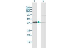Western Blot analysis of HDGF expression in transfected 293T cell line by HDGF MaxPab polyclonal antibody. (HDGF 抗体  (AA 1-240))
