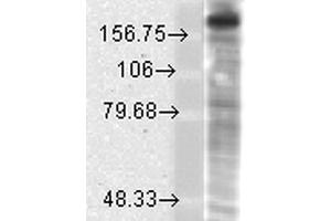 Western Blot analysis of Rat brain membrane lysate showing detection of GluN2B/NR2B protein using Mouse Anti-GluN2B/NR2B Monoclonal Antibody, Clone S59-36 . (GRIN2B 抗体  (AA 20-271) (HRP))