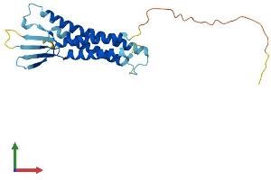 AlphaFold protein structure predicition of Human Recombinant CLDN6 Protein, UniprotID P56747 (Claudin 6 Protein (CLDN6) (AA 1-220) (His tag))