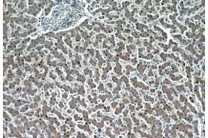 Immunohistochemistry (IHC) image for anti-Hepatic and Glial Cell Adhesion Molecule (HEPACAM) antibody (ABIN2932707) (HEPACAM 抗体)