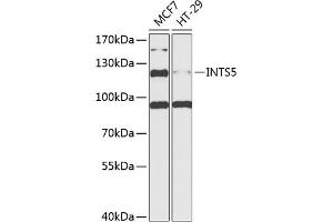 Western blot analysis of extracts of various cell lines, using INTS5 antibody  at 1:1000 dilution. (INTS5 抗体  (AA 120-400))