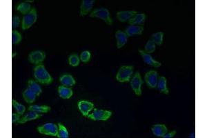 Immunofluorescent analysis of LO2 cells using ABIN7147031 at dilution of 1:100 and Alexa Fluor 488-congugated AffiniPure Goat Anti-Rabbit IgG(H+L) (CATSPER2 抗体  (AA 5-112))