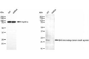 Western blotting analysis using BH3 interacting domain death agonist antibody (ABIN7797768).