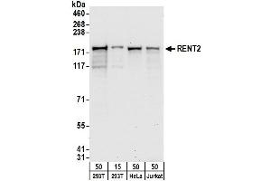 Western Blotting (WB) image for anti-UPF2 Regulator of Nonsense Transcripts 2 (UPF2) (AA 1-50) antibody (ABIN7449802) (RENT2/UPF2 抗体  (AA 1-50))