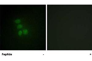 Immunofluorescence analysis of HepG2 cells, using RBMX polyclonal antibody . (RBMX 抗体  (N-Term))