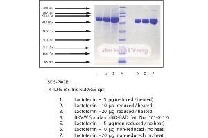 Gel Scan of Lactoferrin, Human Milk  This information is representative of the product ART prepares, but is not lot specific. (Lactoferrin 蛋白)