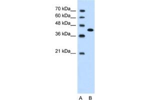 Western Blotting (WB) image for anti-Carcinoembryonic Antigen-Related Cell Adhesion Molecule 6 (CEACAM6) antibody (ABIN2462423) (CEACAM6 抗体)