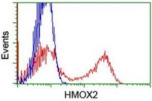 HEK293T cells transfected with either RC201777 overexpress plasmid (Red) or empty vector control plasmid (Blue) were immunostained by anti-HMOX2 antibody (ABIN2455218), and then analyzed by flow cytometry. (HMOX2 抗体)
