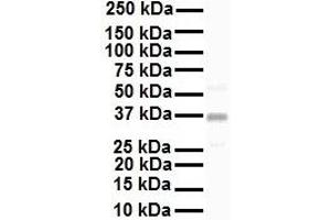 WB Suggested Anti-KCNAB2 antibody Titration: 1 ug/mL Sample Type: Human HepG2 (KCNAB2 抗体  (C-Term))