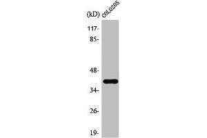Western Blot analysis of HepG2 cells using TAAR3 Polyclonal Antibody (Trace Amine Associated Receptor 3, Pseudogene (TAAR3P) (Internal Region) 抗体)