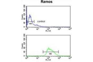 Flow cytometry analysis of Ramos cells (bottom histogram) using POU2AF1 Antibody compared to a negative control cell (top histogram). (POU2AF1 抗体  (N-Term))