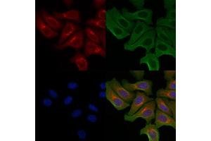 ABIN6256951 and ABIN6274866 staining Hela cells by IF/ICC.