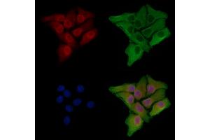 ABIN6259329 and ABIN6275330 staining Hela cells by IF/ICC. (NOL10 抗体  (C-Term))