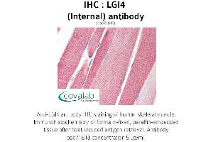 Image no. 3 for anti-Leucine-Rich Repeat LGI Family, Member 4 (LGI4) (Internal Region) antibody (ABIN1736431) (LGI4 抗体  (Internal Region))