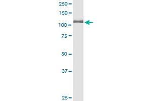 GANAB MaxPab rabbit polyclonal antibody. (GANAB 抗体  (AA 1-944))
