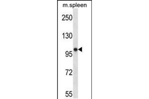 Western blot analysis in mouse spleen tissue lysates (35ug/lane). (POLR3B 抗体  (N-Term))