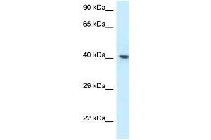 Western Blot showing RBMX antibody used at a concentration of 1 ug/ml against OVCAR-3 Cell Lysate (RBMX 抗体  (C-Term))