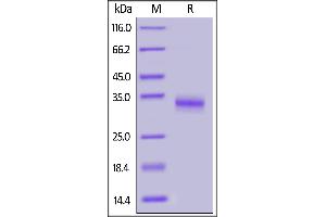 SDS-PAGE (SDS) image for SARS-CoV-2 Spike S1 (RBD), (V367F) protein (His tag) (ABIN6952630)
