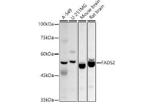 Western blot analysis of extracts of various cell lines, using F antibody (ABIN6127921, ABIN6140434, ABIN6140435 and ABIN6214458) at 1:1000 dilution. (FADS2 抗体  (AA 1-131))