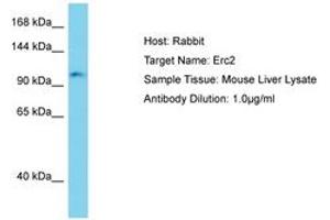 Image no. 1 for anti-ELKS/RAB6-Interacting/CAST Family Member 2 (ERC2) (AA 901-950) antibody (ABIN6750512) (ERC2 抗体  (AA 901-950))