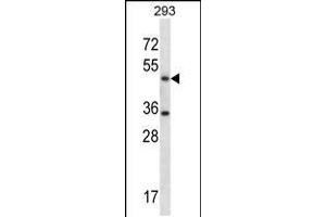 Western blot analysis in 293 cell line lysates (35ug/lane). (SHMT1 抗体  (N-Term))